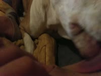Dog oral sex with a tight pussy
